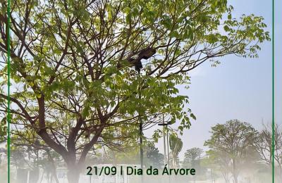 DIA DA &Aacute;RVORE - 21 de Setembro