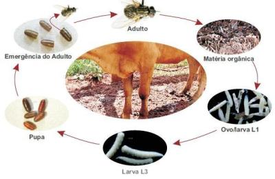 "MOSCA DO EST&Aacute;BULO" provoca preju&iacute;zos a agricultores e pecuaristas
