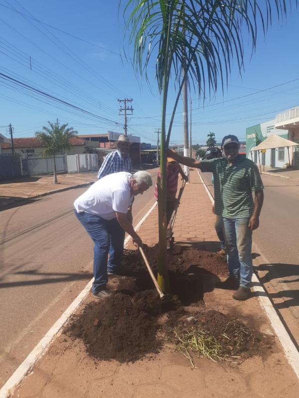 Plantio de novas palmeiras na AV. Tancredo Neves!