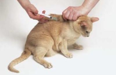 M&ecirc;s de vacinar c&atilde;o e gato